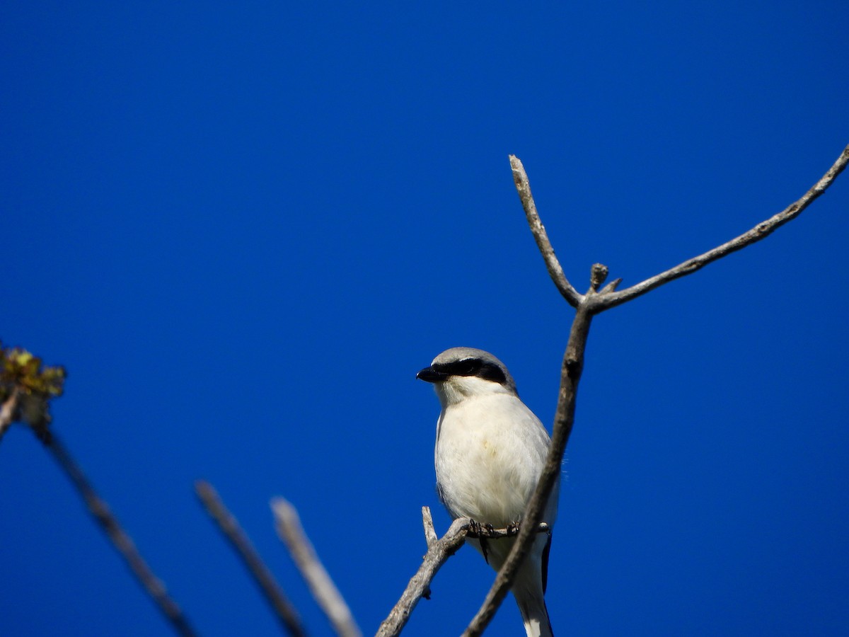 Loggerhead Shrike - Jane Cullen