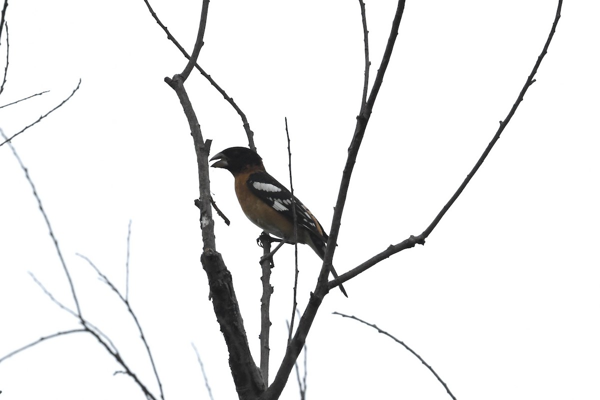 Black-headed Grosbeak - Caleb Pendleton