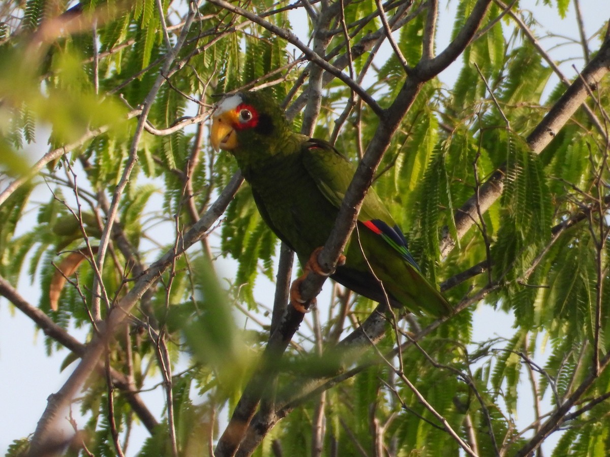 Yellow-lored Parrot - James Telford