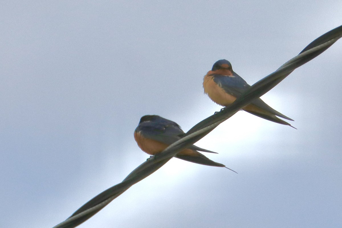 Barn Swallow - ML619226832