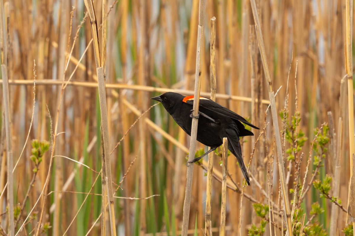 Red-winged Blackbird - Kerem Ali Boyla
