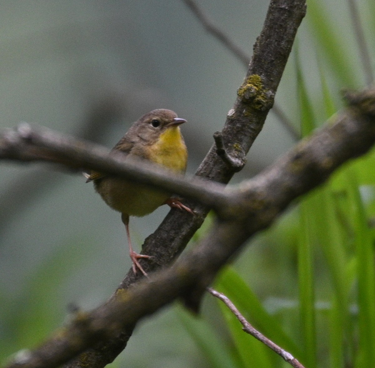 Common Yellowthroat - Jim McDaniel