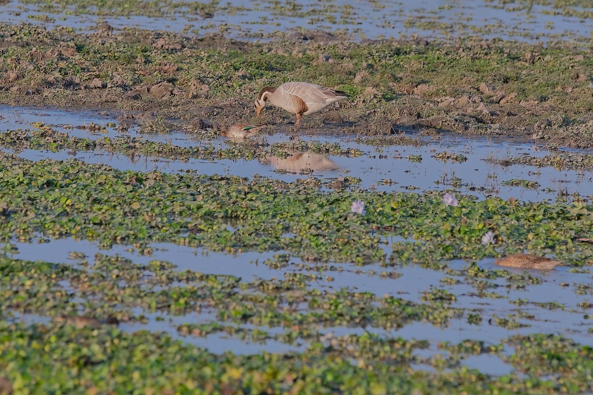 Bar-headed Goose - Kunal Chakravertti