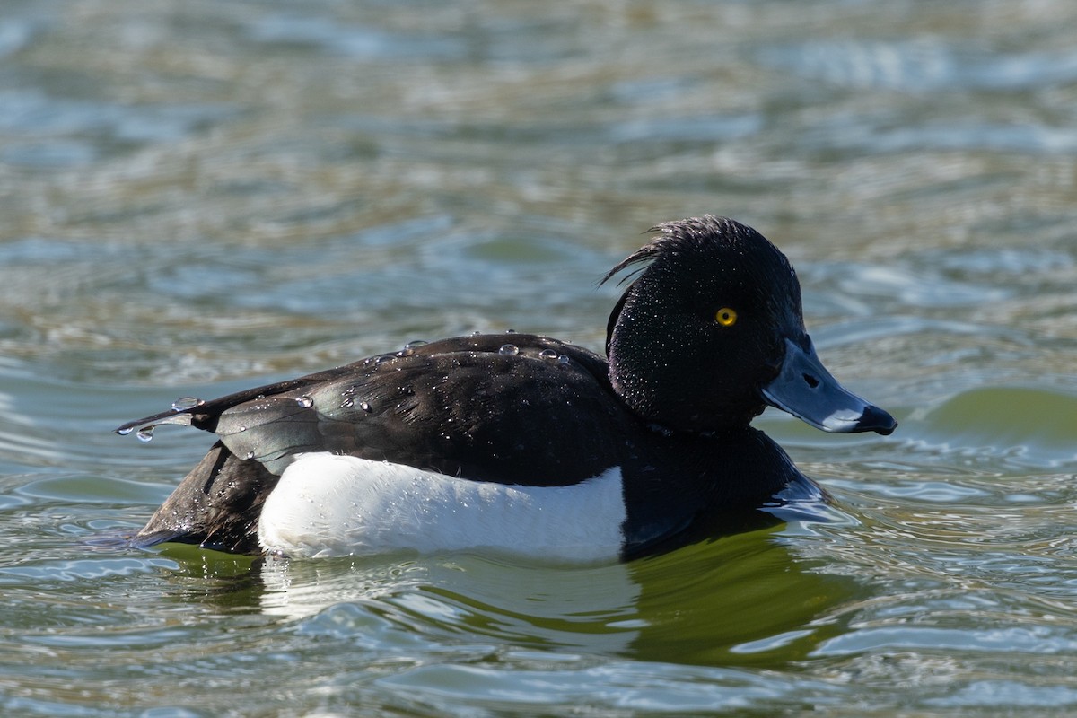 Tufted Duck - Adrian Boyle