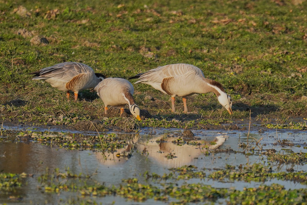 Bar-headed Goose - Kunal Chakravertti