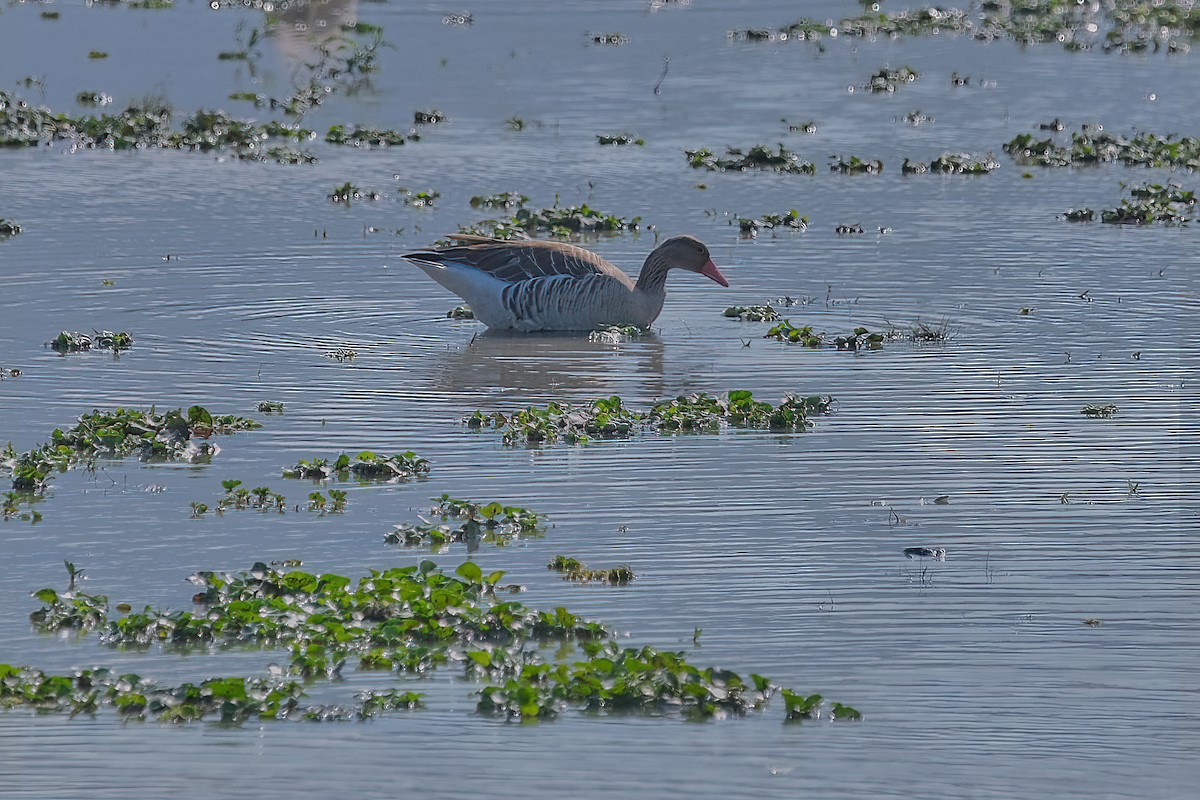 Graylag Goose - Kunal Chakravertti