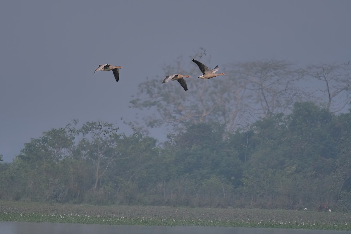 Graylag Goose - Kunal Chakravertti