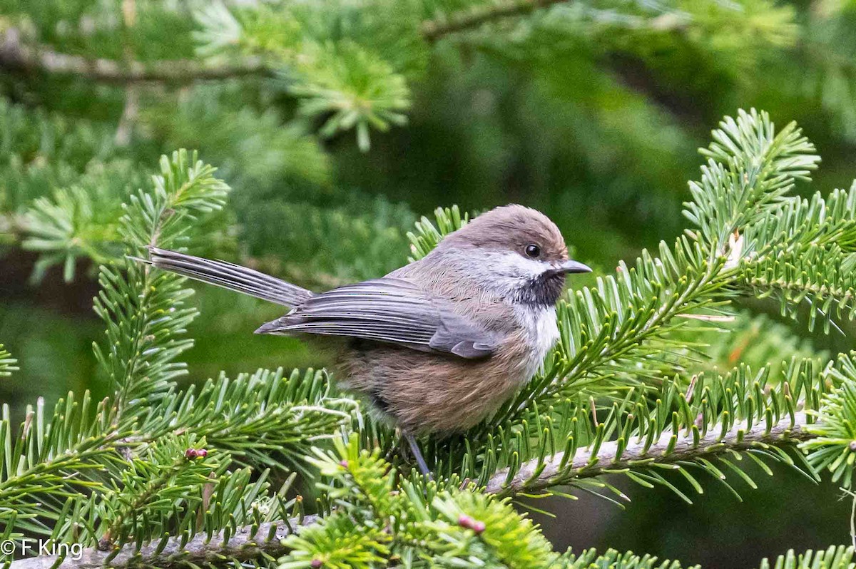 Boreal Chickadee - Frank King