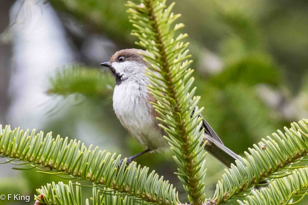 Boreal Chickadee - Frank King