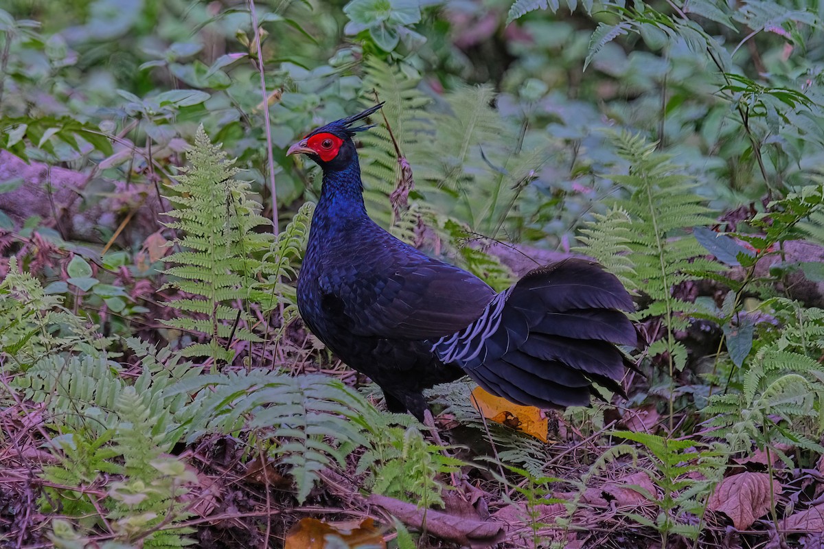 Kalij Pheasant - Kunal Chakravertti