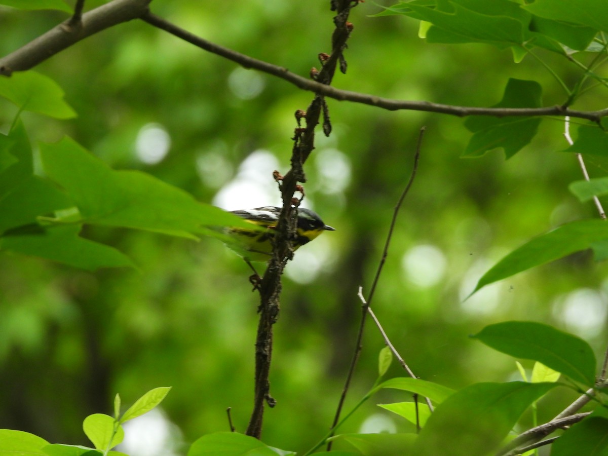 Magnolia Warbler - JamEs ParRis