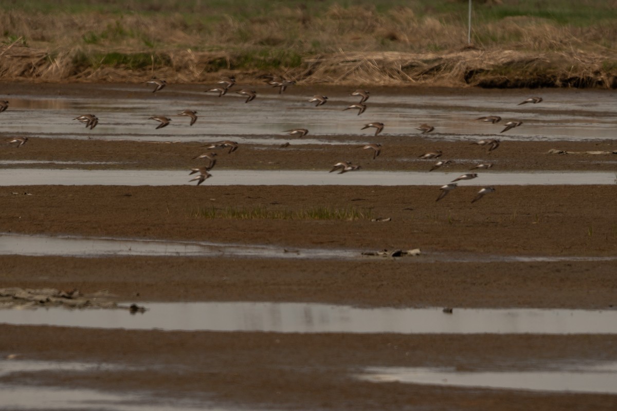 Semipalmated Plover - ML619226949