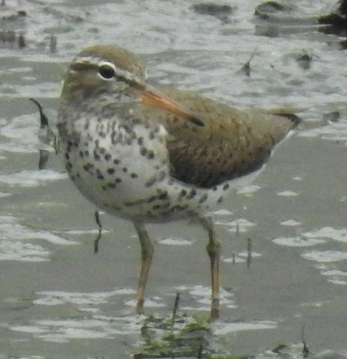 Spotted Sandpiper - ML619226954