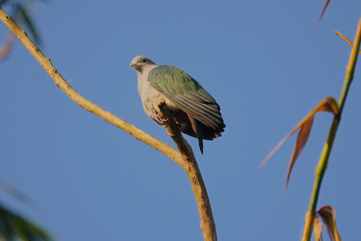 Green Imperial-Pigeon - Kunal Chakravertti