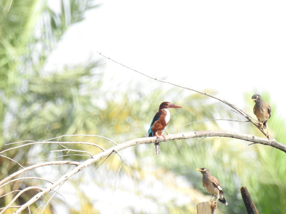 White-throated Kingfisher - Irvin Calicut