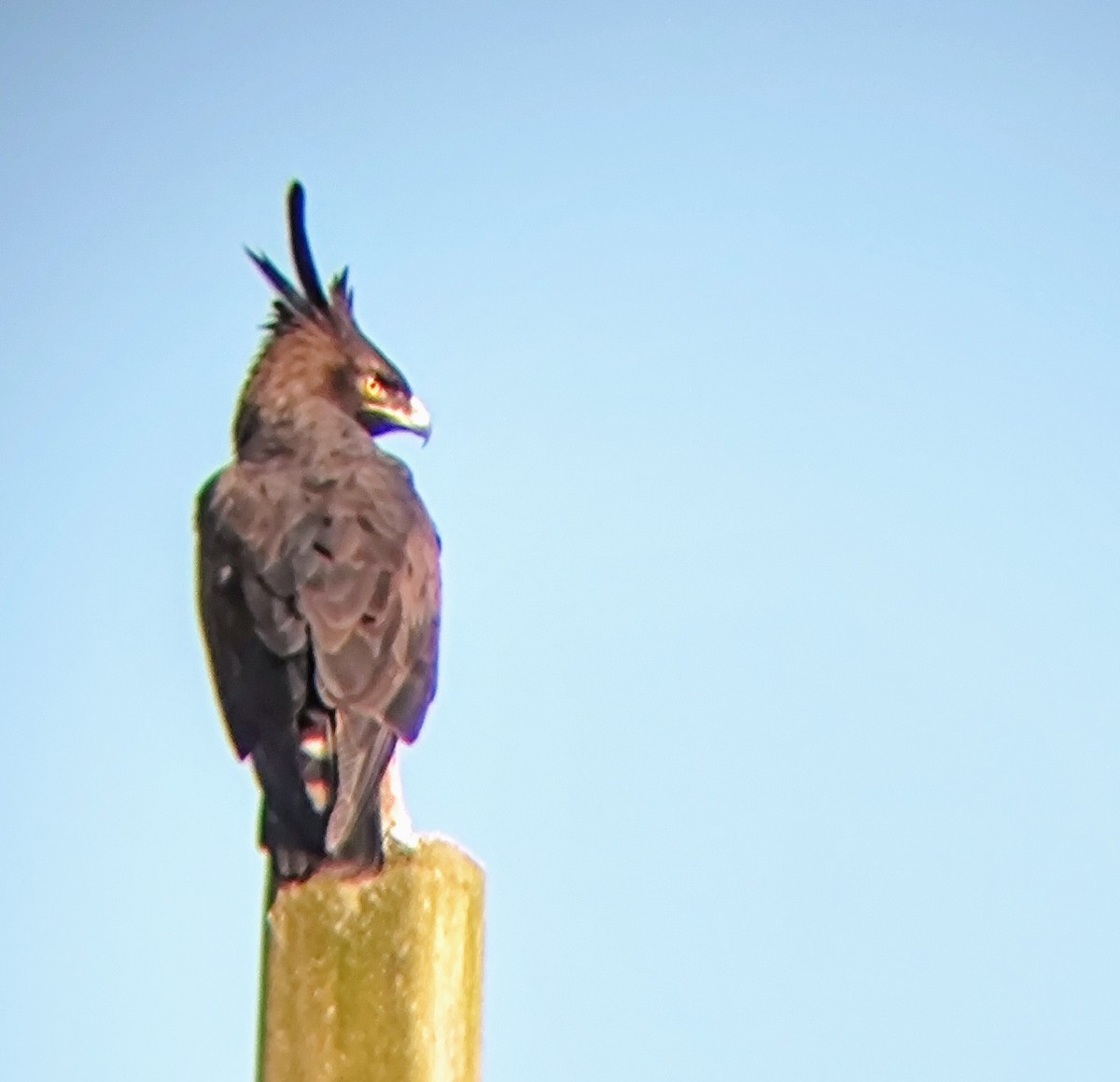 Long-crested Eagle - André Kamphuis
