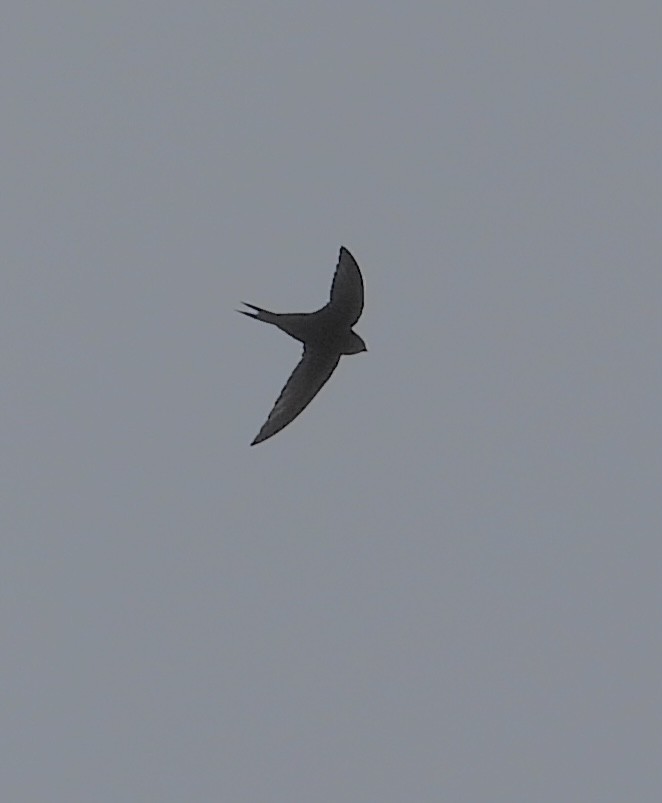 Common Swift - Mike Coulson