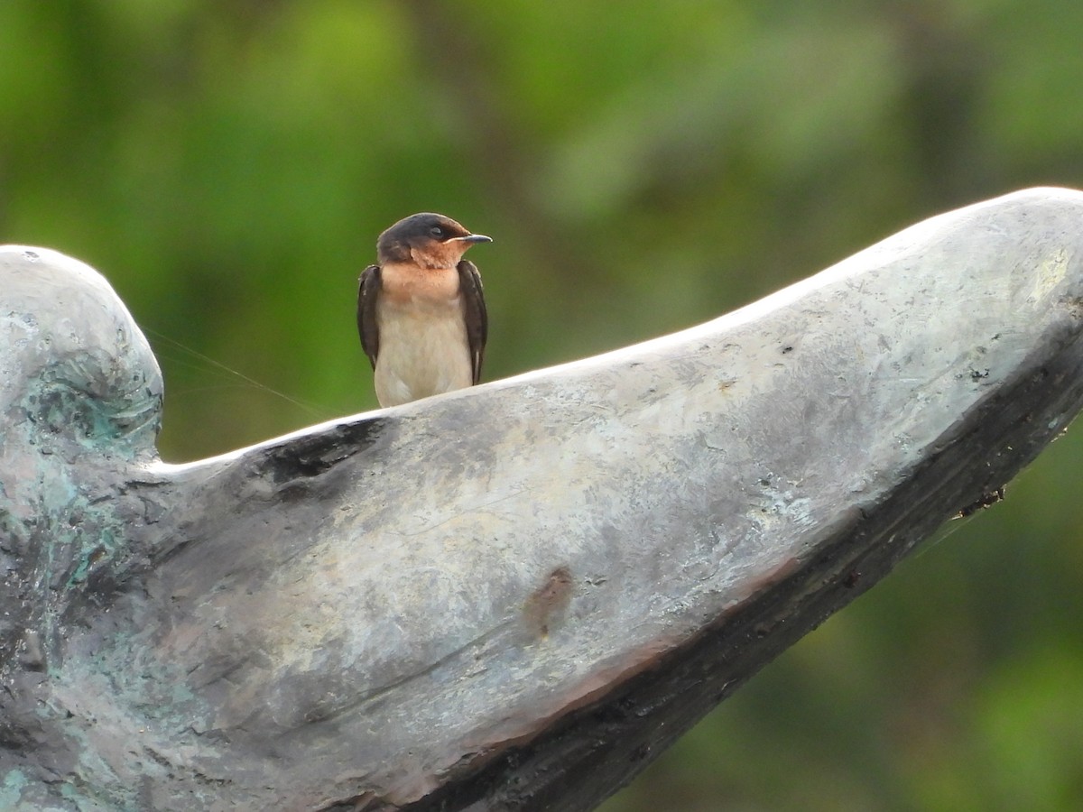 Pacific Swallow - Srushti Bokil