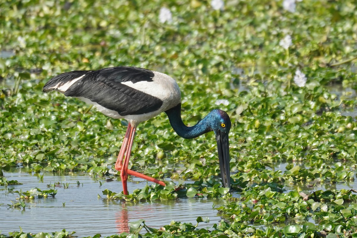 Black-necked Stork - Kunal Chakravertti