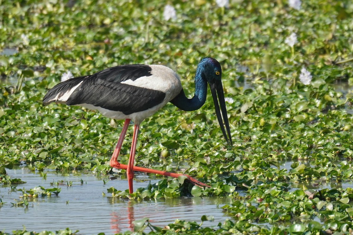 Black-necked Stork - Kunal Chakravertti