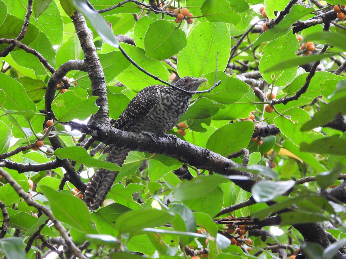 Asian Koel - ML619227018