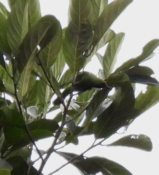 Golden-fronted Leafbird - Rama M V