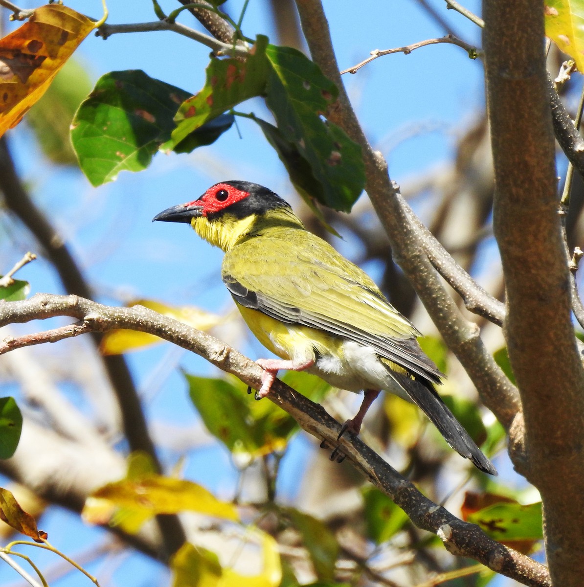 Australasian Figbird - Shuchismita  Das