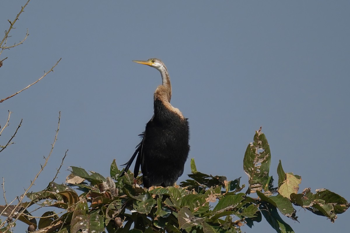 Oriental Darter - Kunal Chakravertti