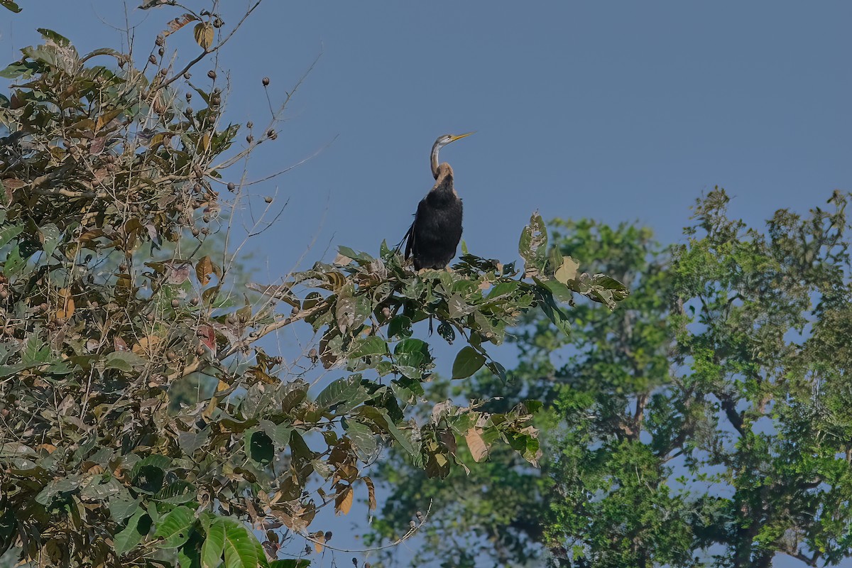 Oriental Darter - ML619227049