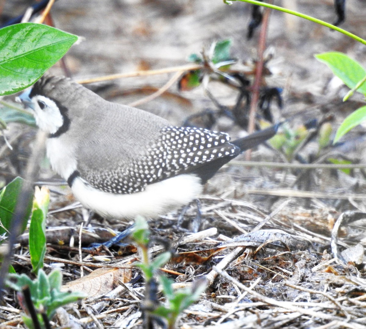 Double-barred Finch - ML619227063