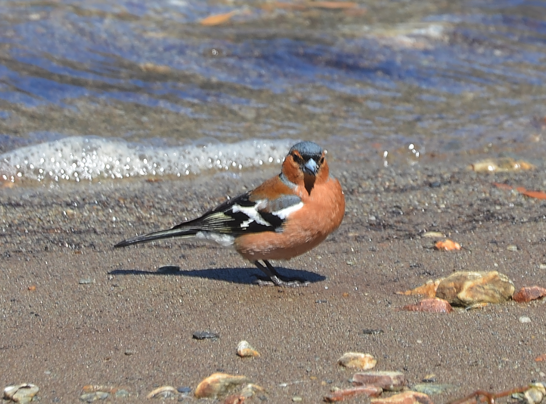 Common Chaffinch - Kevin Huang