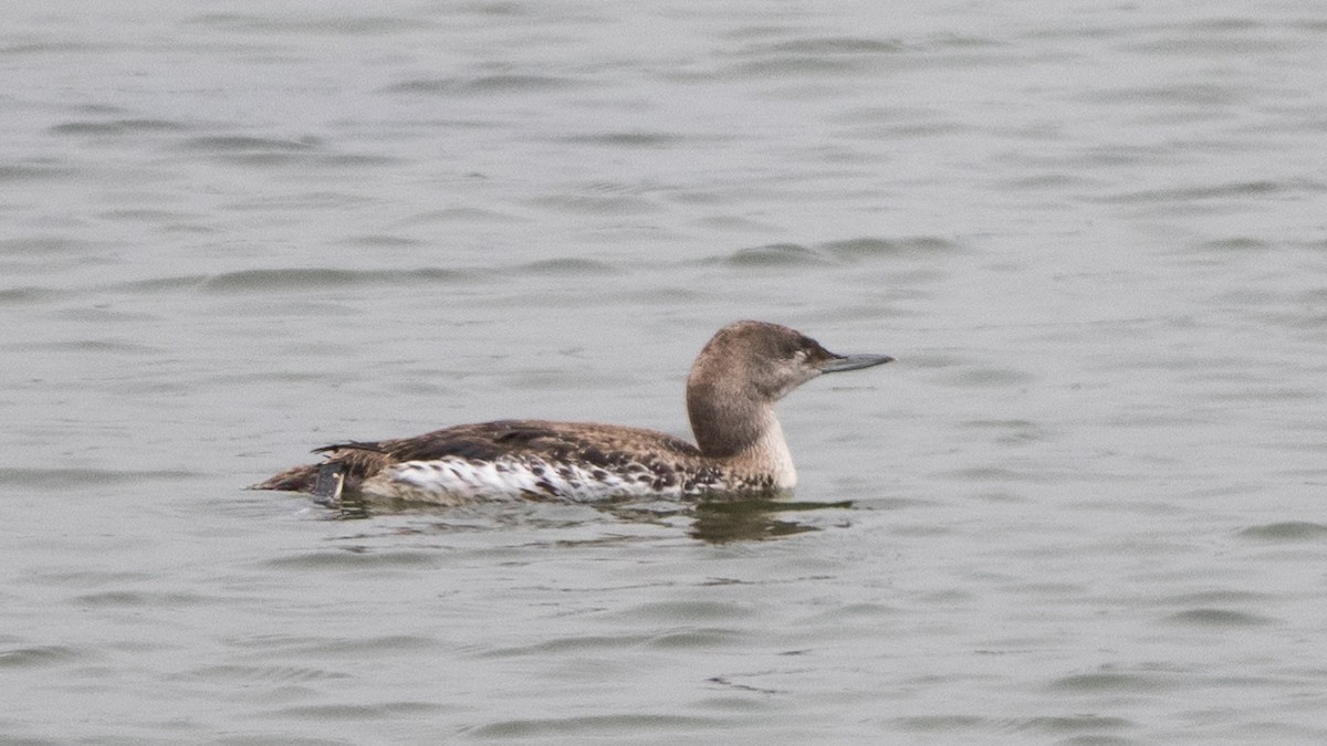 Red-throated Loon - Steve Pearl