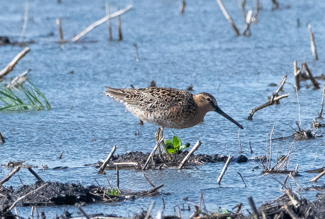 Short-billed Dowitcher - Anuj Ghimire