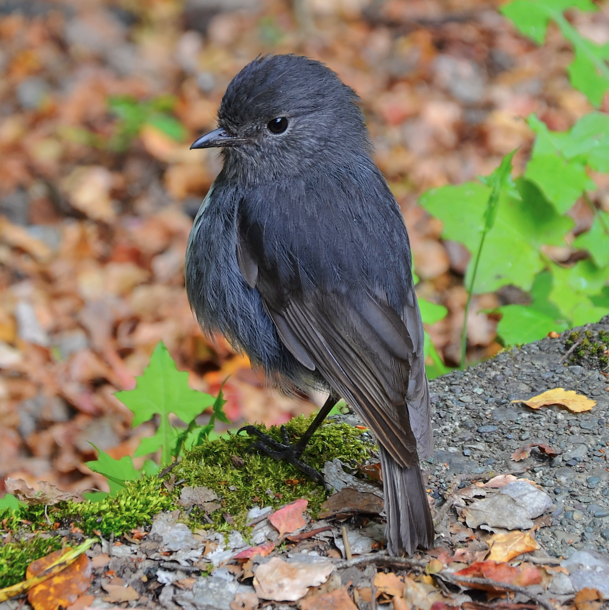 South Island Robin - Kevin Huang