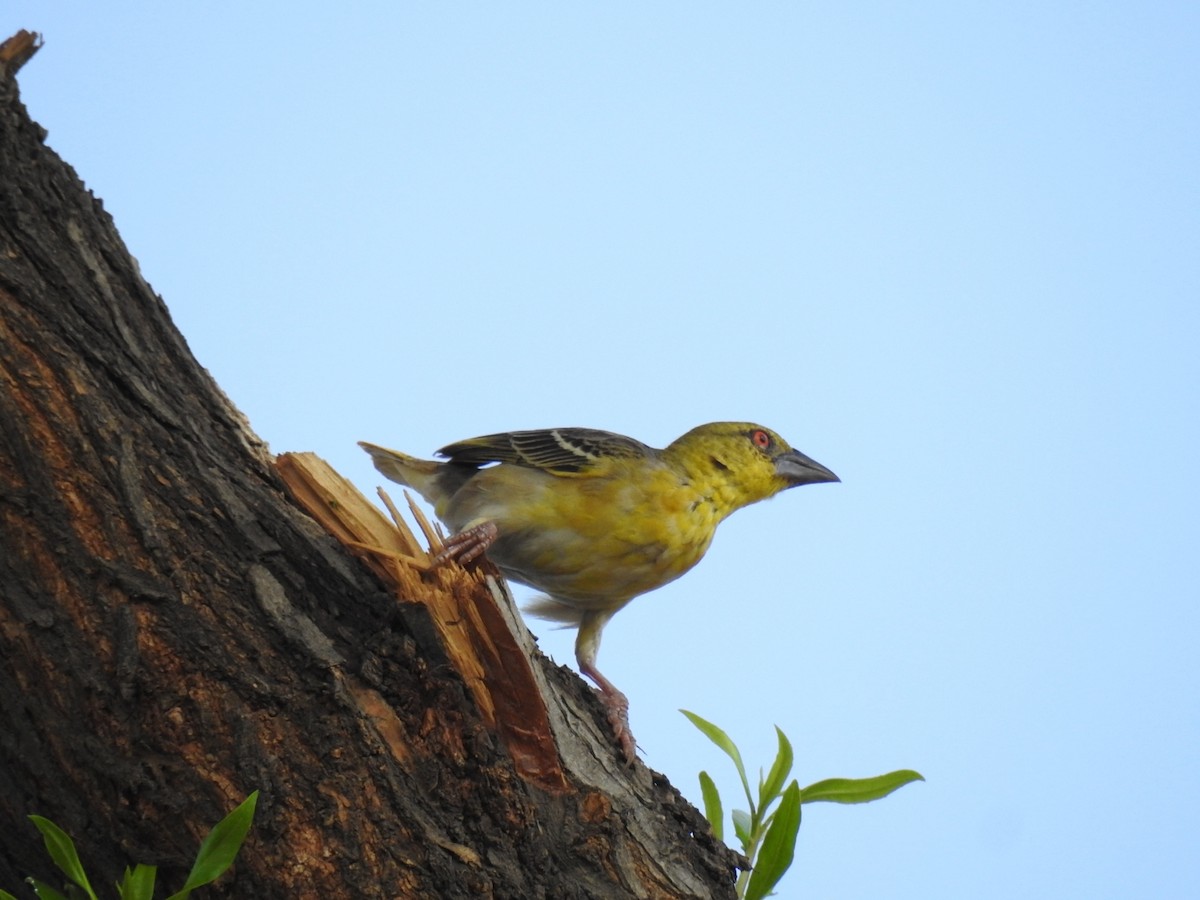 Rüppell's Weaver - Irvin Calicut