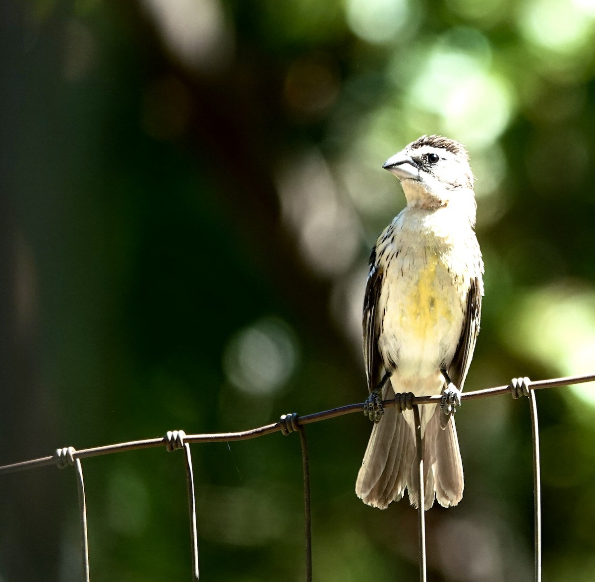 Black-headed Grosbeak - Jolene Cortright