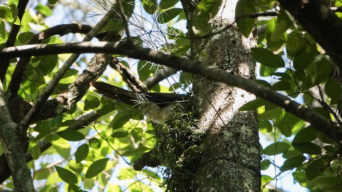 Brown Jay - ML619227198