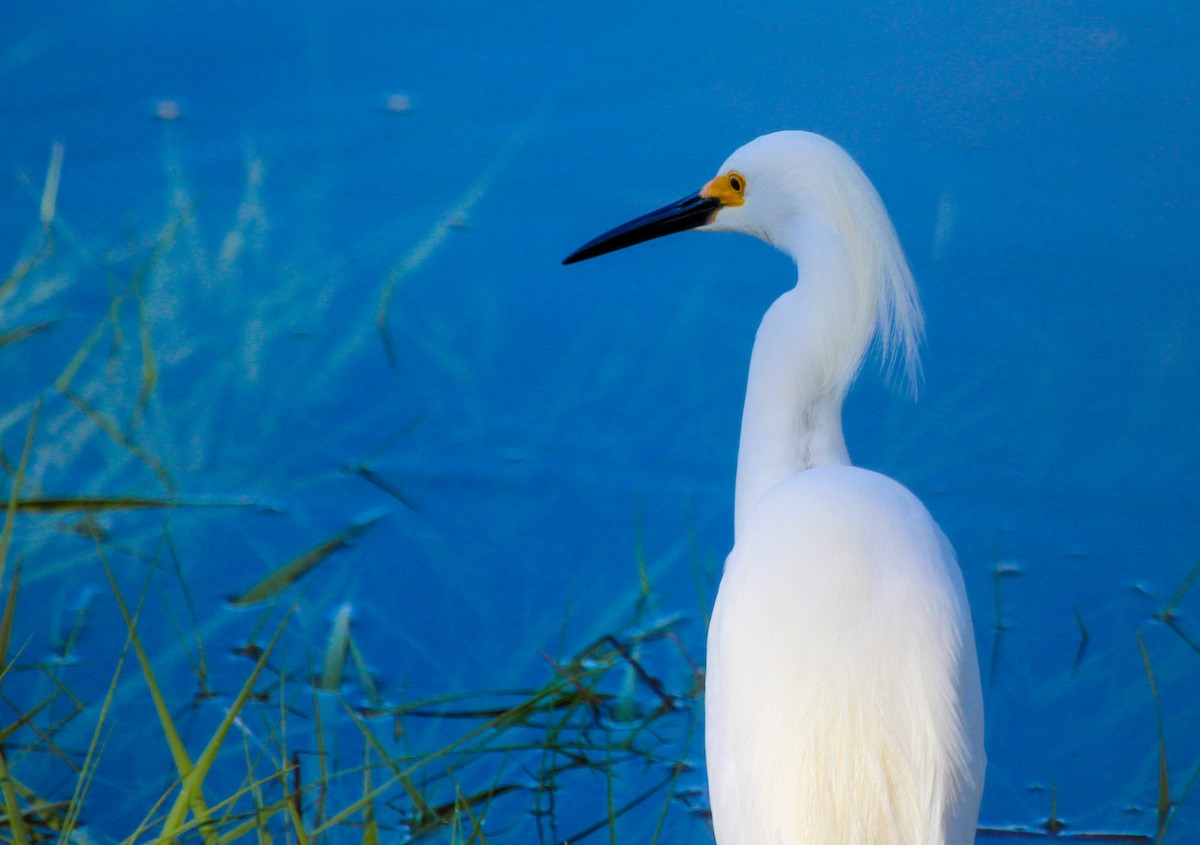 Snowy Egret - ML619227205