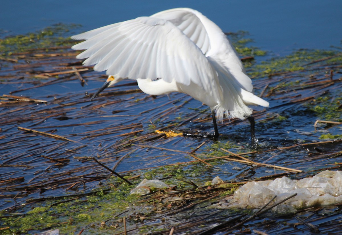 Snowy Egret - ML619227210