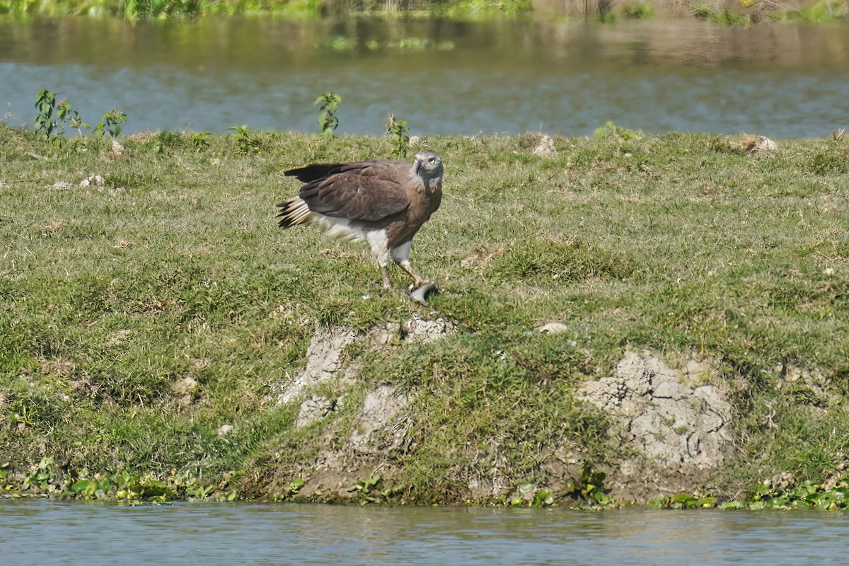 Gray-headed Fish-Eagle - Kunal Chakravertti