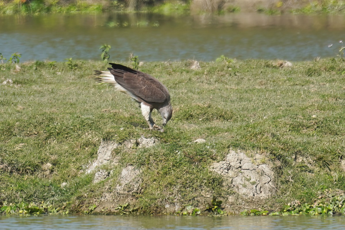 Gray-headed Fish-Eagle - Kunal Chakravertti