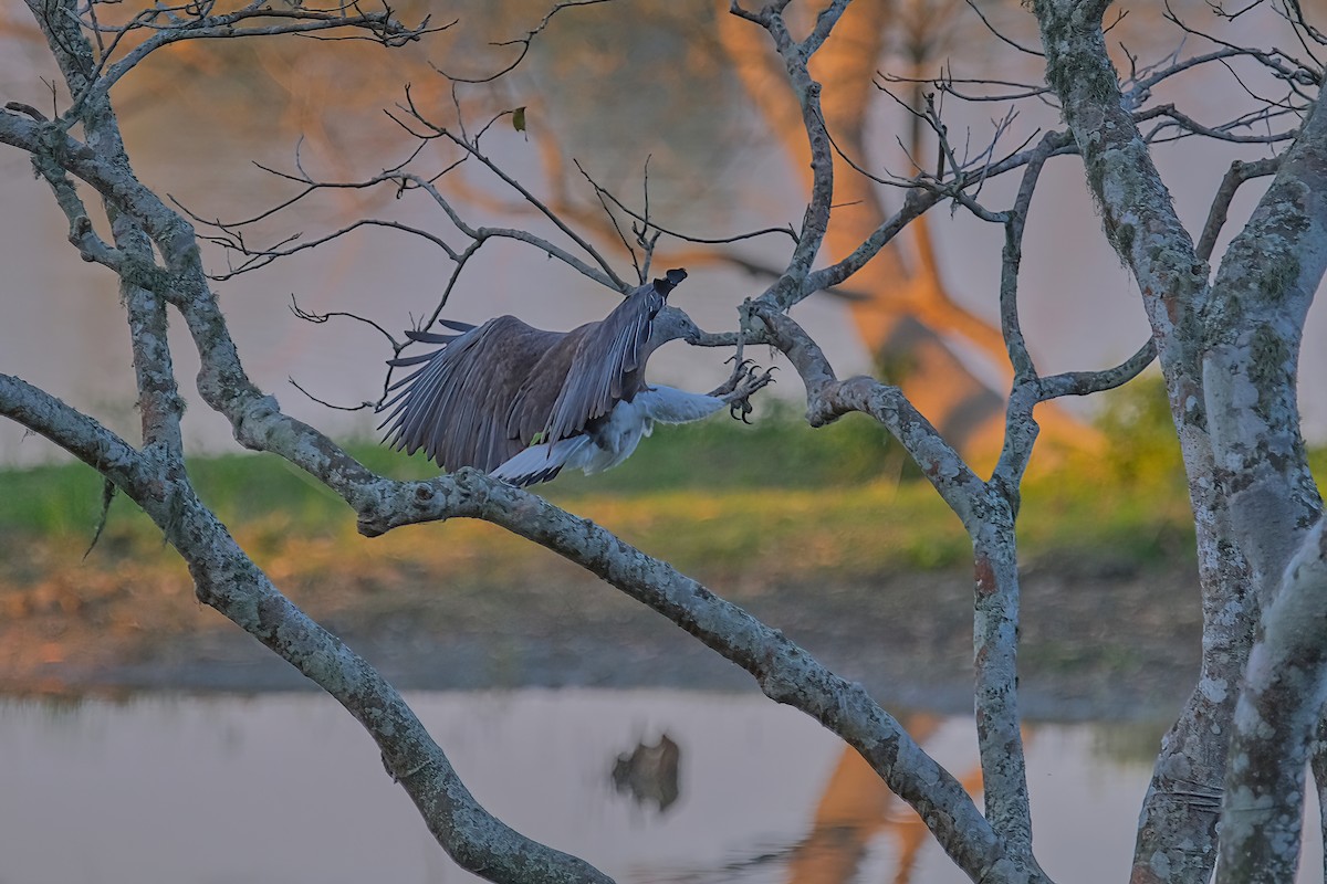 Gray-headed Fish-Eagle - Kunal Chakravertti