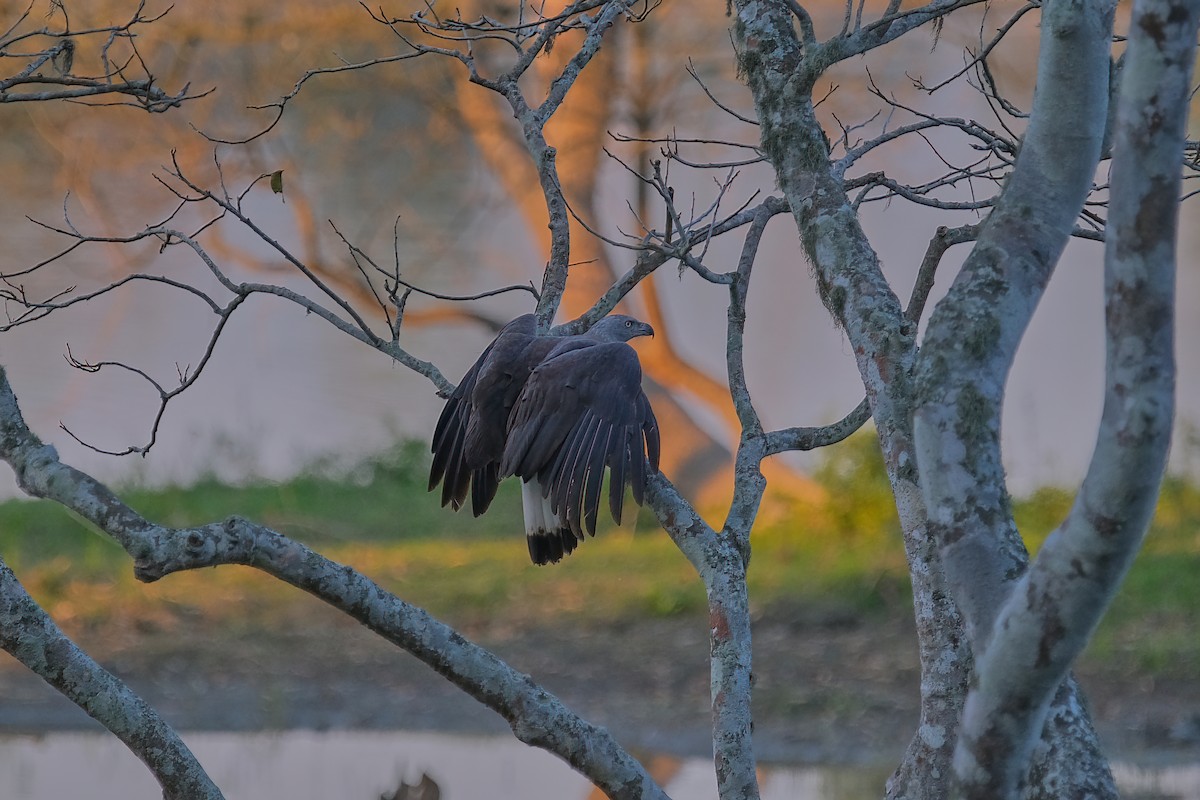 Gray-headed Fish-Eagle - Kunal Chakravertti