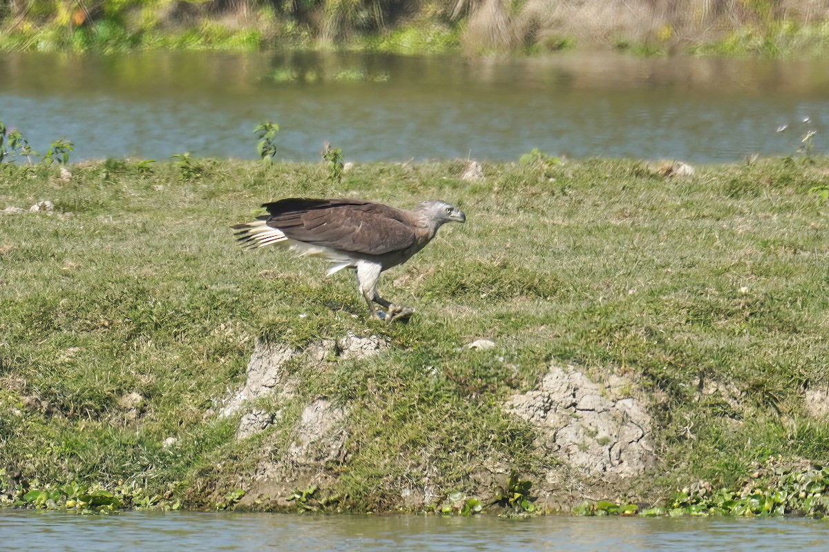 Gray-headed Fish-Eagle - Kunal Chakravertti