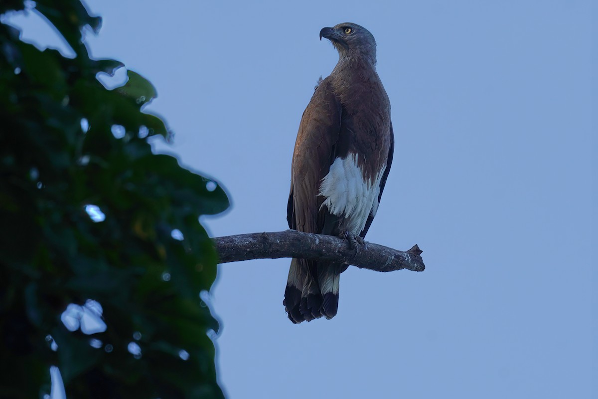 Gray-headed Fish-Eagle - Kunal Chakravertti