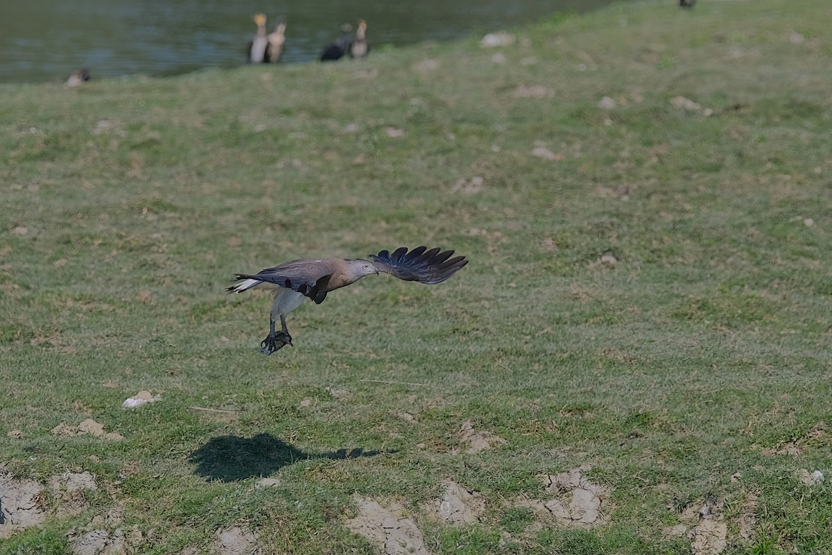 Gray-headed Fish-Eagle - Kunal Chakravertti