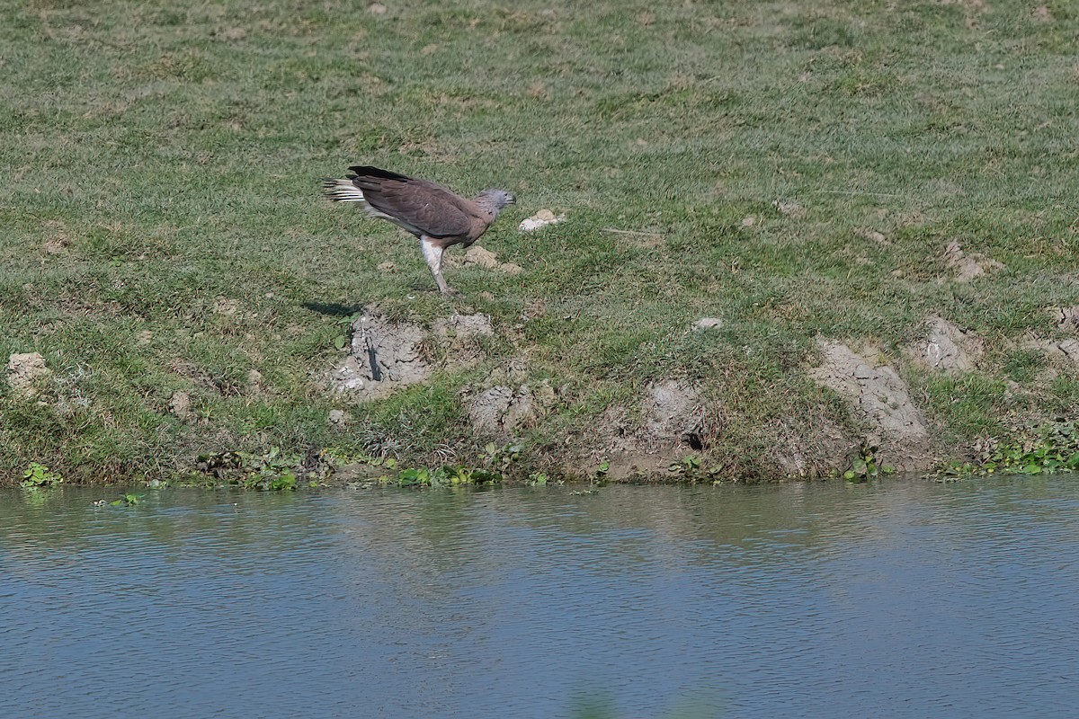 Gray-headed Fish-Eagle - Kunal Chakravertti