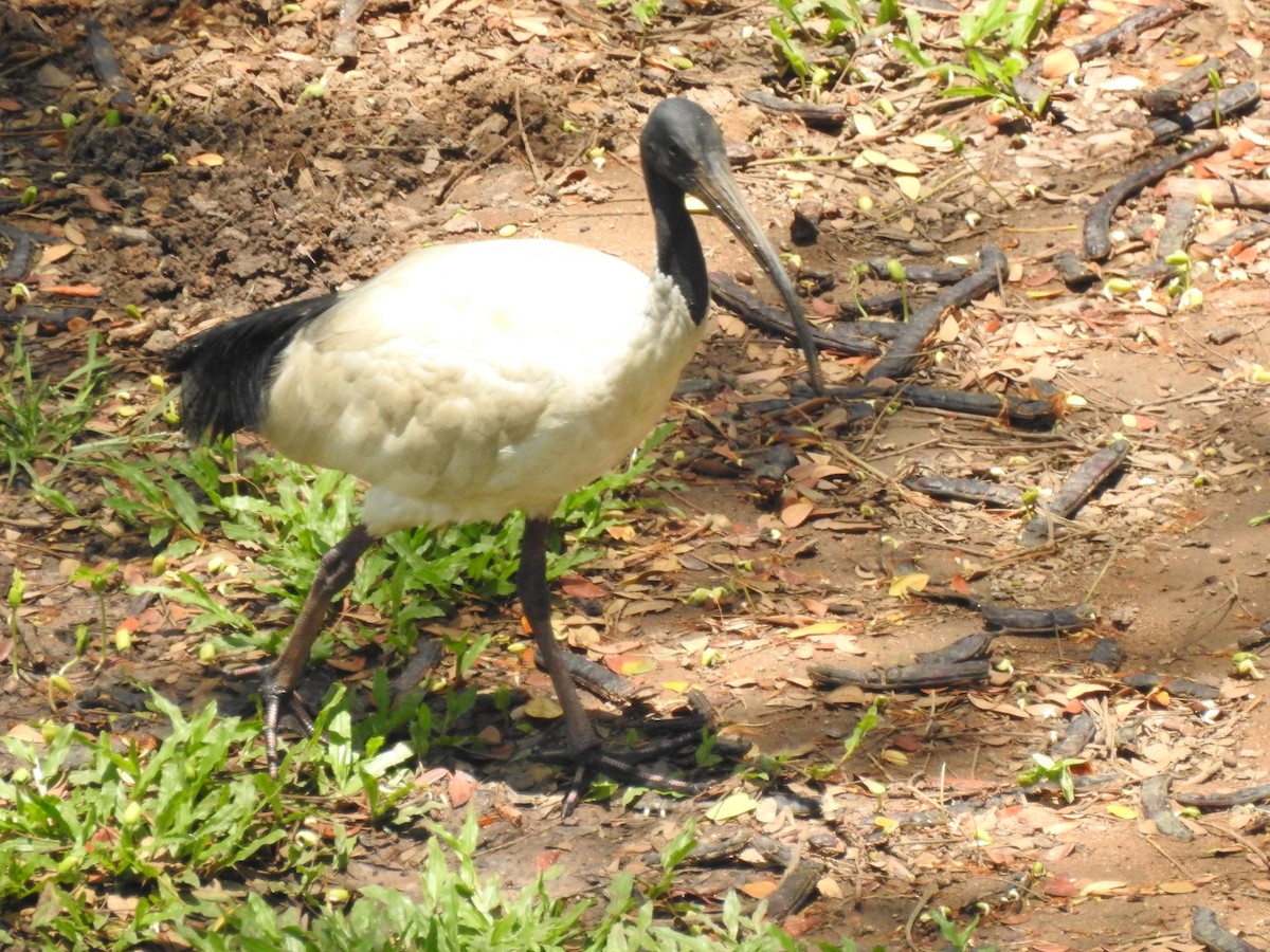 Ibis à cou noir - ML619227242