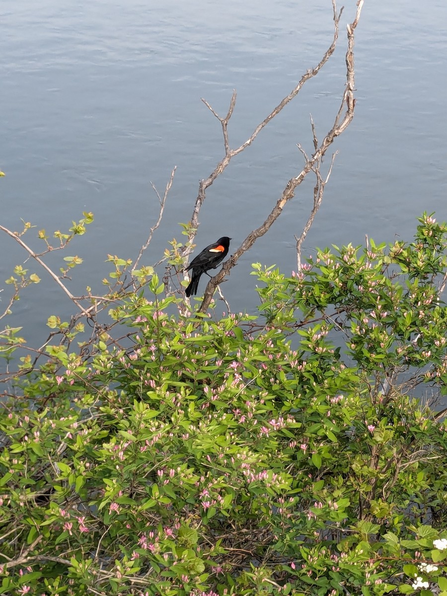 Red-winged Blackbird - ML619227249