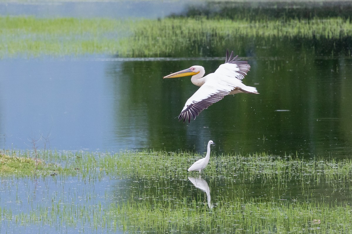 Great White Pelican - Nikos Mavris